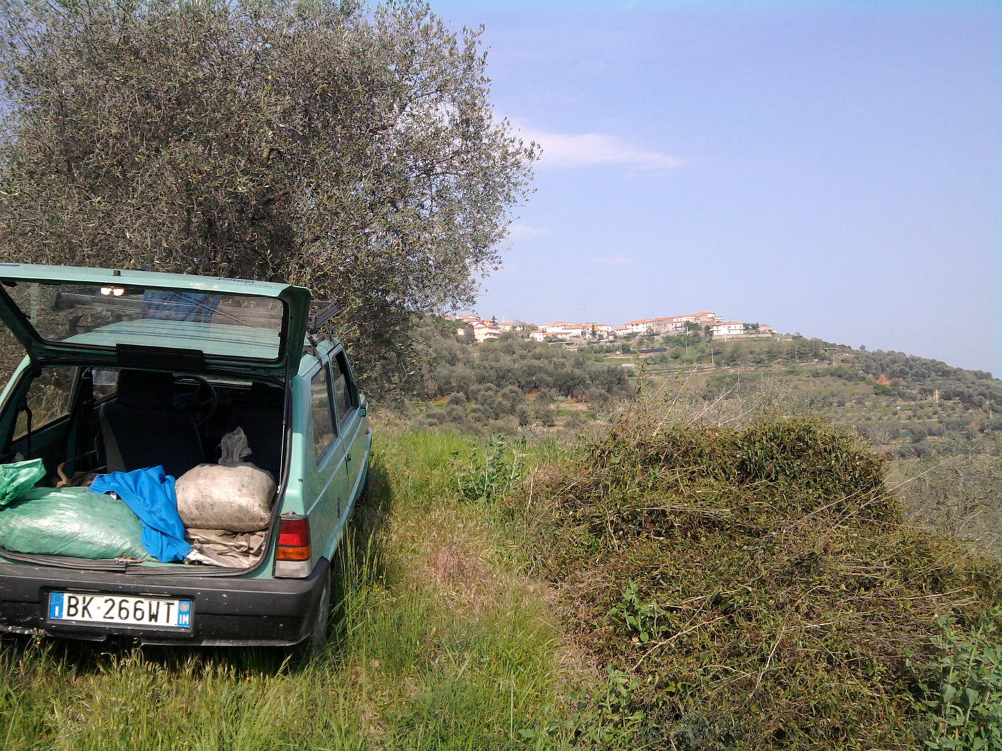 Olio EVO Monocultivar Taggiasco In Bottiglia  MOSTO NON FILTRATO