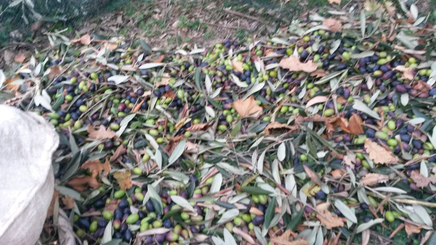 Olio EVO Monocultivar Taggiasco In Bottiglia  MOSTO NON FILTRATO